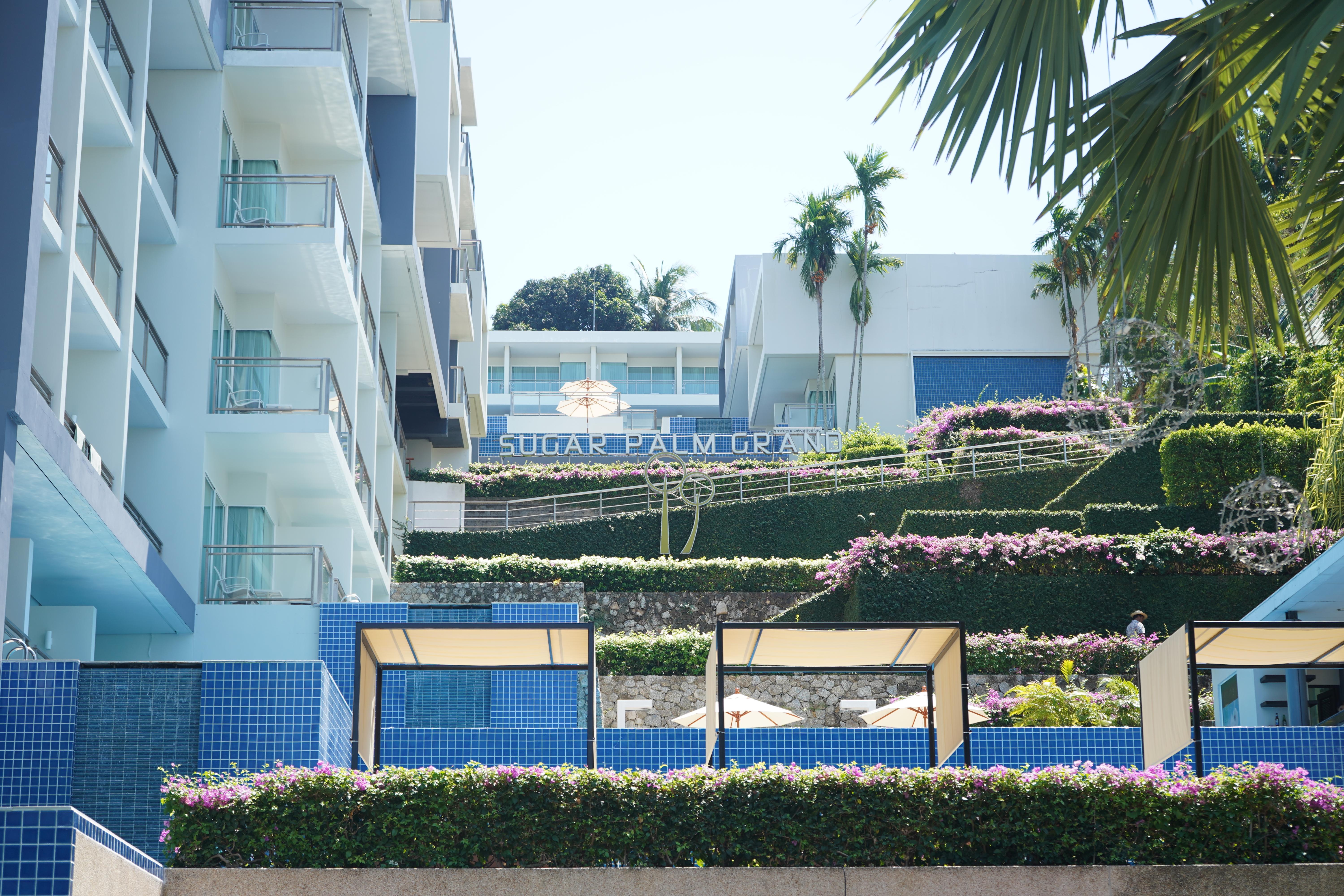 Sugar palm hillside 4